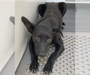 Labrador Retriever-Unknown Mix Dogs for adoption in San Bernardino, CA, USA