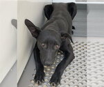 Small Labrador Retriever Mix