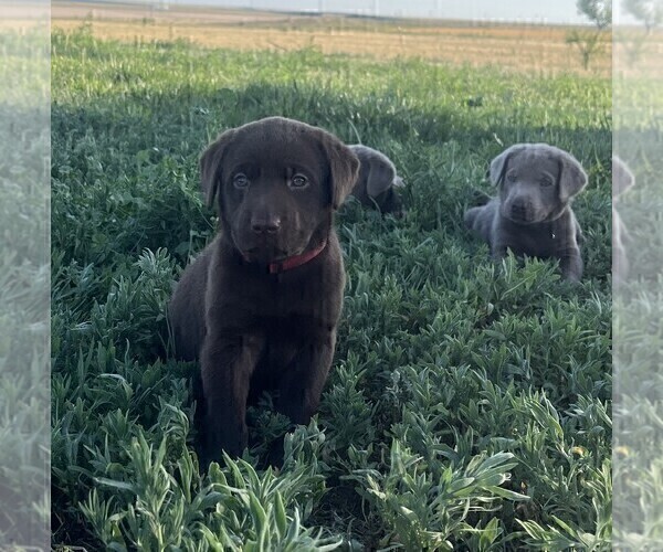 Medium Photo #17 Labrador Retriever Puppy For Sale in VONA, CO, USA