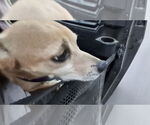 Small #3 Chihuahua Mix