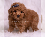 Small #3 Maltipoo (Toy)