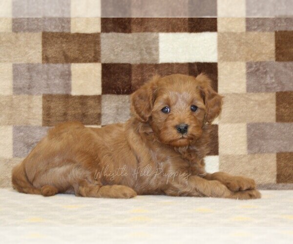 Medium Photo #2 Cavapoo (Miniature) Puppy For Sale in DENVER, PA, USA