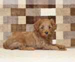 Small #1 Cavapoo (Miniature)