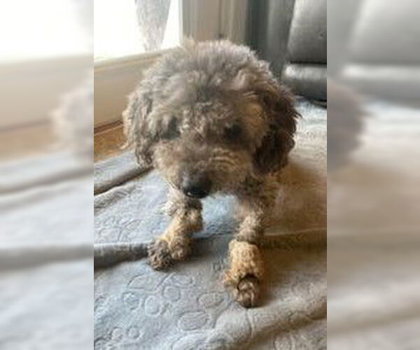 Medium Photo #4 Poodle (Miniature) Puppy For Sale in Wheaton, IL, USA