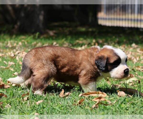 Medium Photo #4 Saint Bernard Puppy For Sale in TURLOCK, CA, USA