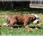 Small Photo #4 Saint Bernard Puppy For Sale in TURLOCK, CA, USA