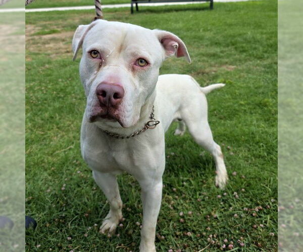 Medium Photo #1 American Pit Bull Terrier Puppy For Sale in Long Beach, CA, USA