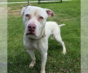 American Pit Bull Terrier Dogs for adoption in Long Beach, CA, USA
