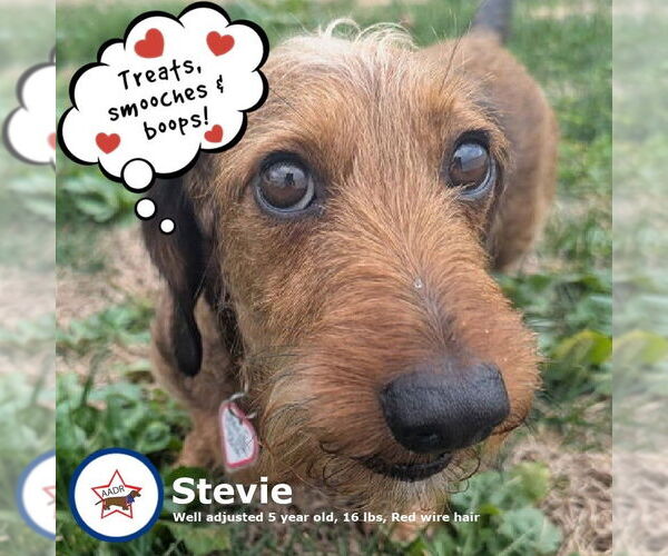 Medium Photo #1 Dachshund Puppy For Sale in Shelbyville, TN, USA