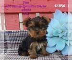 Puppy Tina Yorkshire Terrier