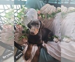 Small Photo #18 Doberman Pinscher Puppy For Sale in POMEROY, OH, USA