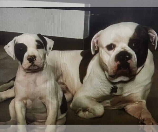 Medium Photo #2 American Bulldog Puppy For Sale in BLUE SPRINGS, MO, USA