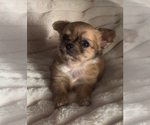 Small #10 Chihuahua