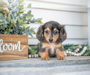Medium Dachshund