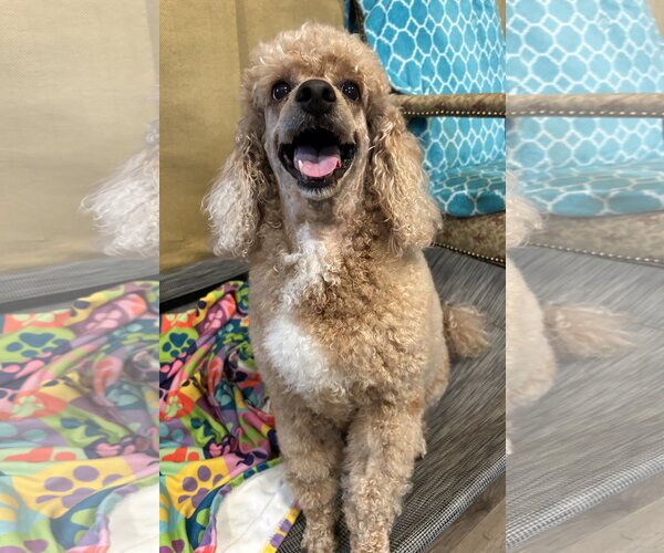 Medium Photo #8 Poodle (Miniature) Puppy For Sale in Pacolet, SC, USA
