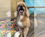 Small #7 Poodle (Miniature)