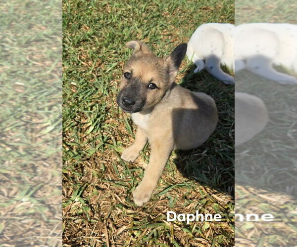 Medium Photo #2 Mutt Puppy For Sale in Brewster, NY, USA