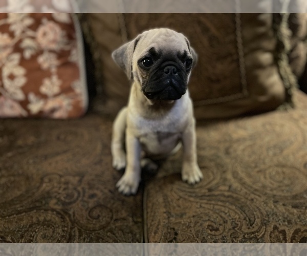 Medium Photo #5 Pug Puppy For Sale in SAINT AUGUSTINE, FL, USA