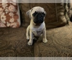 Small Photo #5 Pug Puppy For Sale in SAINT AUGUSTINE, FL, USA