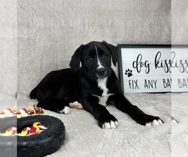 Medium Photo #4 Boxer Puppy For Sale in FRANKLIN, IN, USA