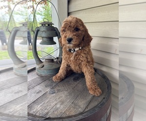 Goldendoodle (Miniature) Puppy for sale in VOLANT, PA, USA