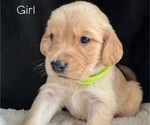 Puppy 2 Golden Retriever