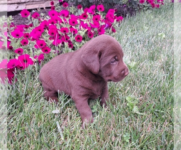 Medium Photo #13 Labrador Retriever Puppy For Sale in GREENWOOD, WI, USA