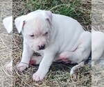 Small Photo #19 American Bandogge Puppy For Sale in TOMBALL, TX, USA