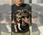 Small #1 French Bulldog
