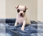 Puppy 2 Chihuahua