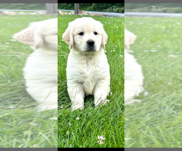 Medium Photo #2 English Cream Golden Retriever Puppy For Sale in WALNUTPORT, PA, USA