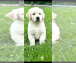 Small #1 English Cream Golden Retriever