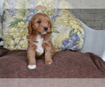 Image preview for Ad Listing. Nickname: Litter of 3
