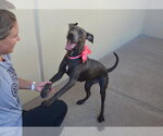 Small #1 American Pit Bull Terrier Mix