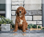 Small Photo #21 Goldendoodle (Miniature) Puppy For Sale in HOLMESVILLE, OH, USA