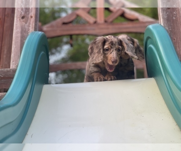 Medium Photo #17 Dachshund Puppy For Sale in KILN, MS, USA