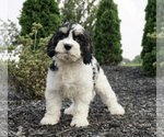 Small Photo #1 Miniature Bernedoodle Puppy For Sale in WARSAW, IN, USA