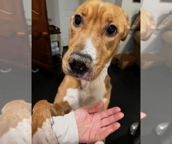 Medium Photo #2 Mutt Puppy For Sale in Ball Ground, GA, USA