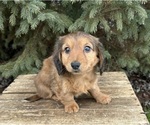 Small Photo #3 Dachshund Puppy For Sale in MIDDLEBURY, IN, USA