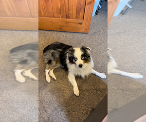 Father of the Miniature Australian Shepherd puppies born on 06/22/2025