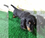 Small Photo #2 Dachshund Puppy For Sale in SCOTTVILLE, MI, USA