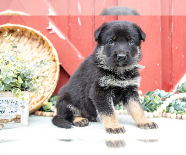 Medium Photo #8 German Shepherd Dog Puppy For Sale in PARKESBURG, PA, USA