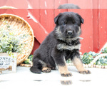 Small Photo #8 German Shepherd Dog Puppy For Sale in PARKESBURG, PA, USA