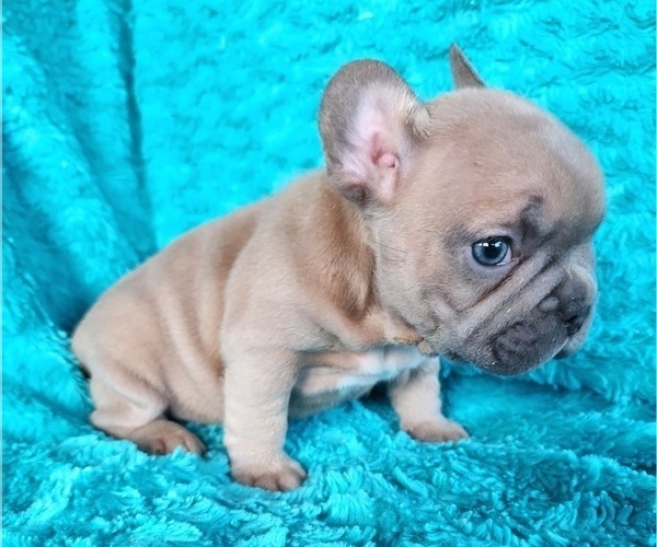 Medium Photo #17 French Bulldog Puppy For Sale in LAS VEGAS, NV, USA