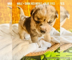 Affenpinscher-Australian Shepherd-Siberian Husky Mix Puppy for sale in CLARKSVILLE, MI, USA