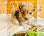 Small Affenpinscher-Australian Shepherd-Siberian Husky Mix