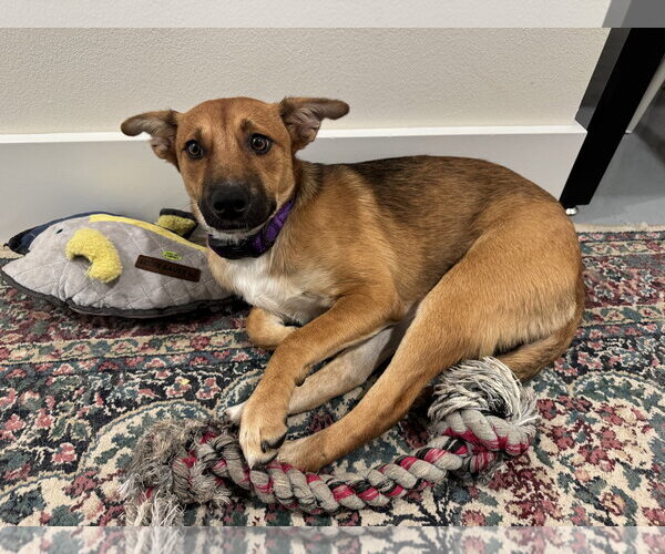 Medium Photo #5 Basenji-Unknown Mix Puppy For Sale in Milwaukie, OR, USA
