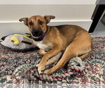 Small #4 Basenji Mix