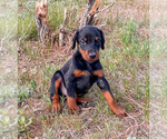 Small Photo #18 Doberman Pinscher Puppy For Sale in CHEYENNE, WY, USA