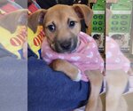 Small Photo #14 Black Mouth Cur-Unknown Mix Puppy For Sale in The Woodlands, TX, USA